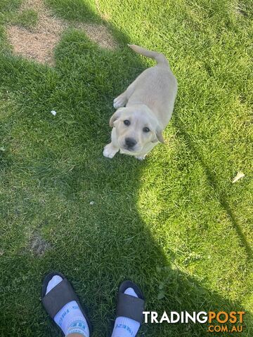 1 boy left golden retriever x Labrador puppies Ready Now