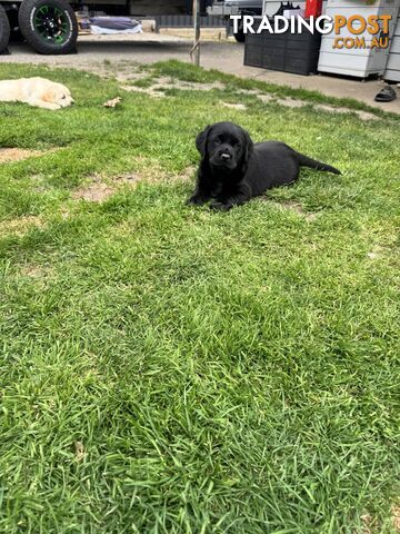 (Goldador) golden retriever x Labrador puppies