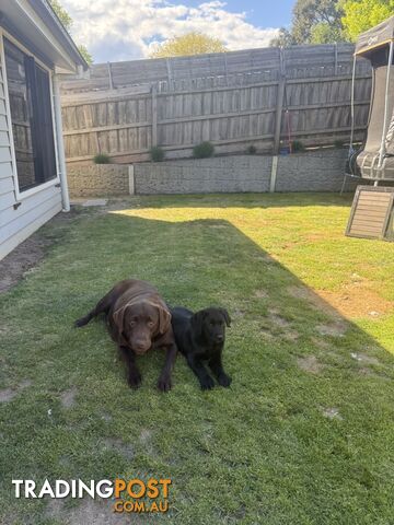 3 left golden retriever x Labrador puppies Ready Now