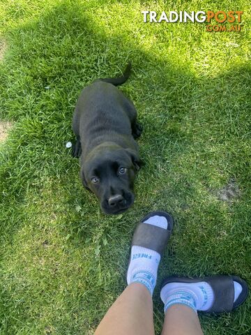 3 left golden retriever x Labrador puppies Ready Now