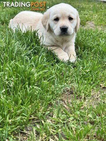 Gorgeous goldador puppies