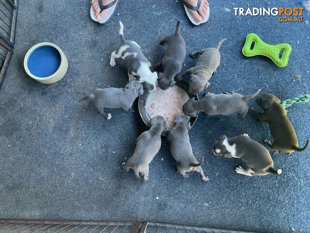 Pure Bred Staffordshire Bull Terrier Pups