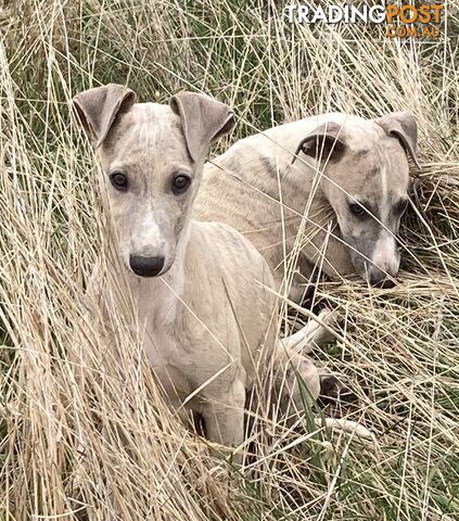 Whippet Puppies