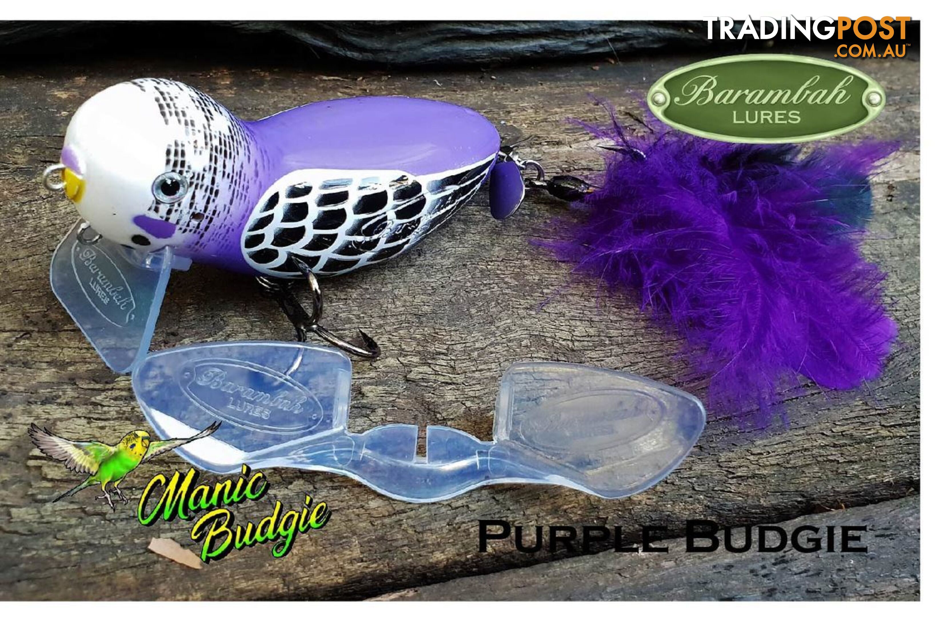 Barambah Manic Budgie purple