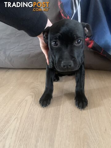 Pure breed English staffy