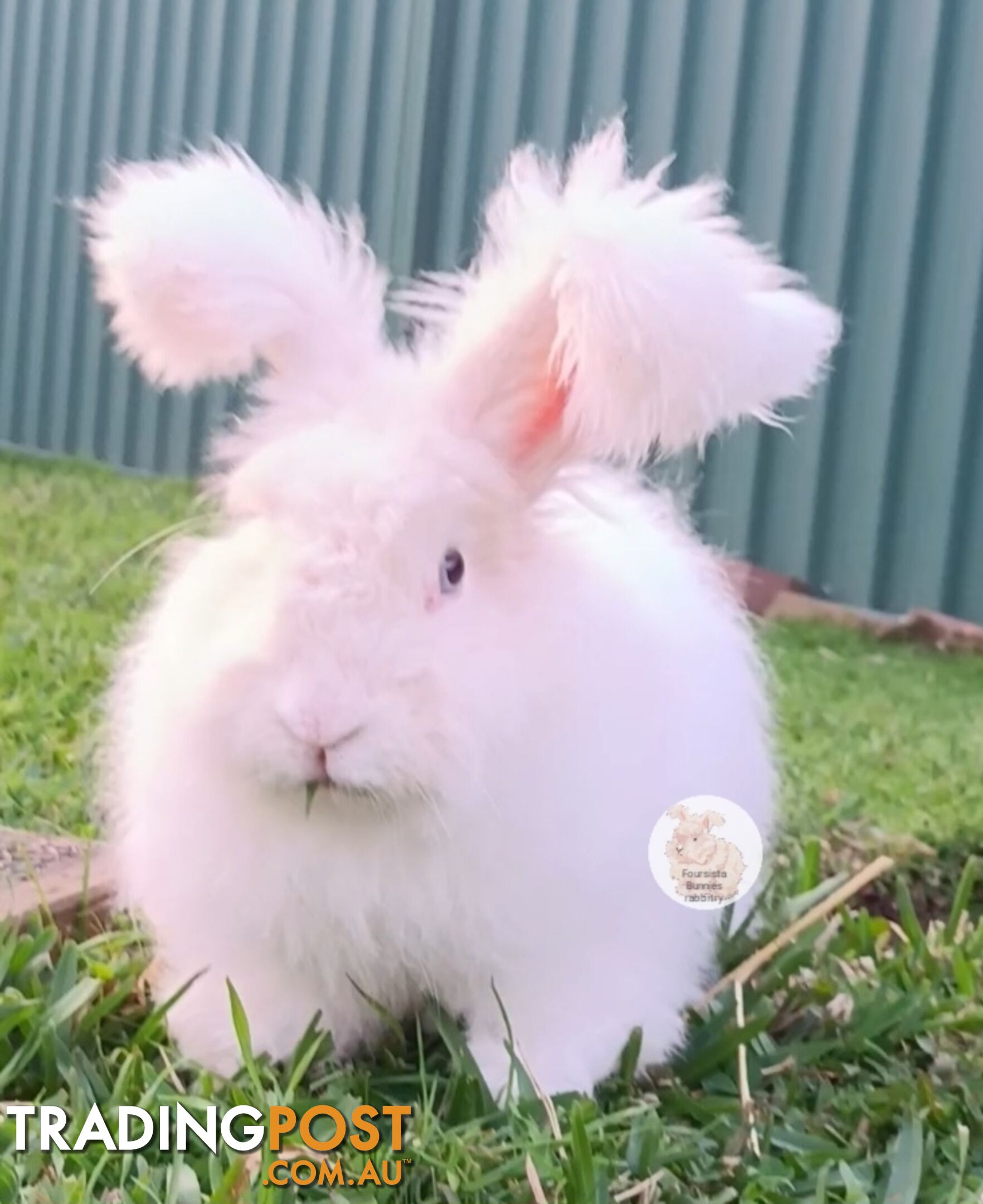 Stunning Purebred English Angora rabbits bunnies