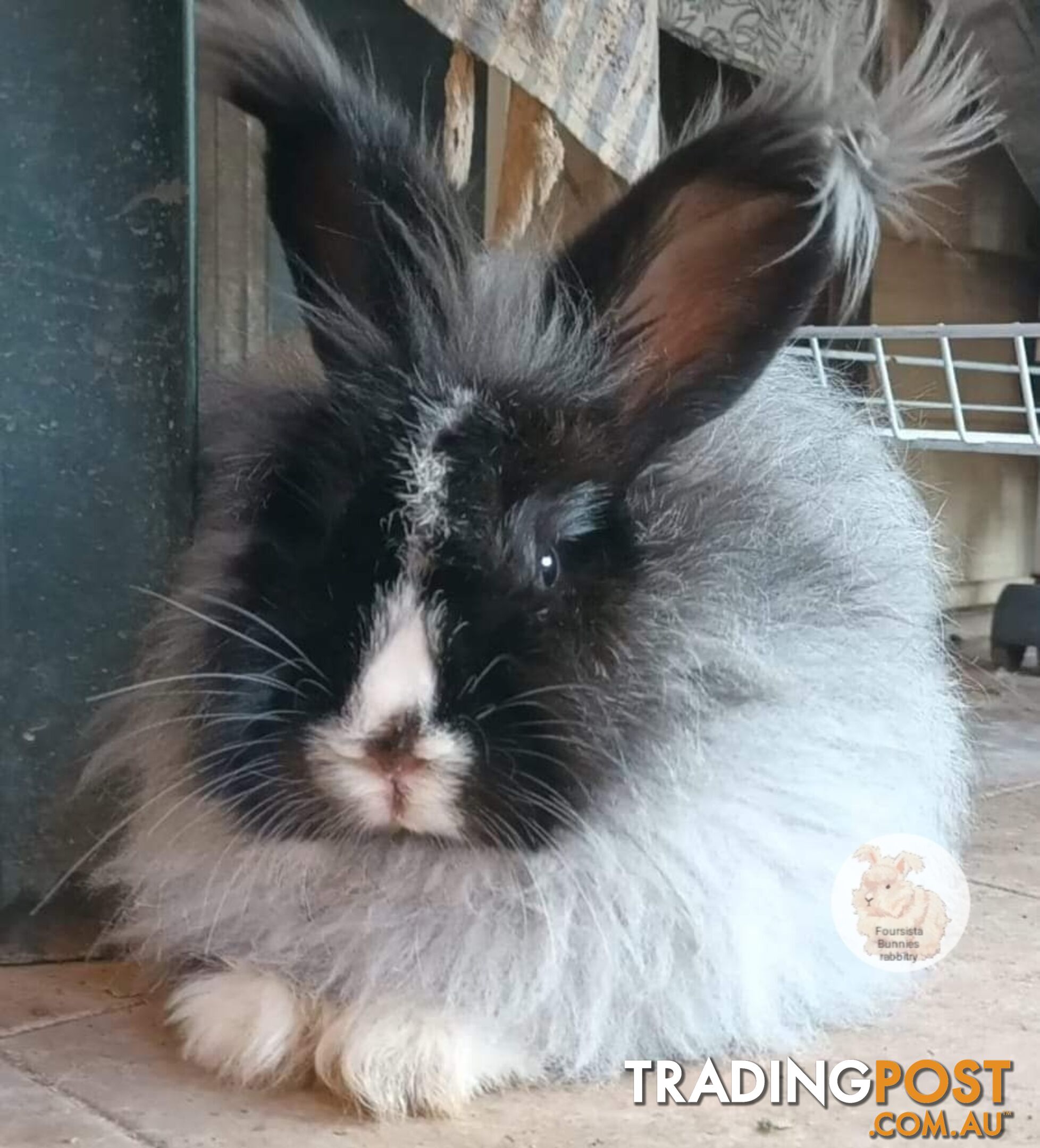 Stunning Purebred English Angora rabbits bunnies