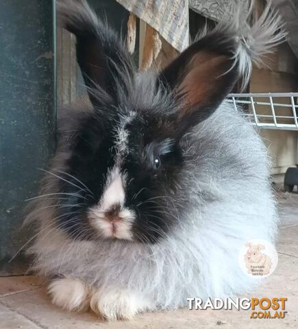 Stunning Purebred English Angora rabbits bunnies