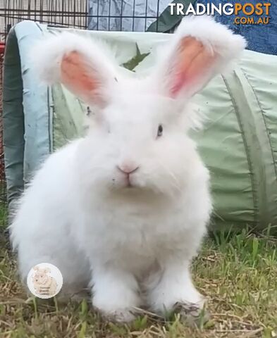 Stunning Purebred English Angora rabbits bunnies