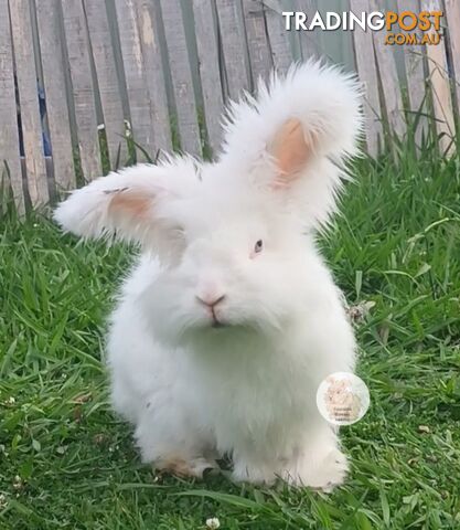 Stunning Purebred English Angora rabbits bunnies