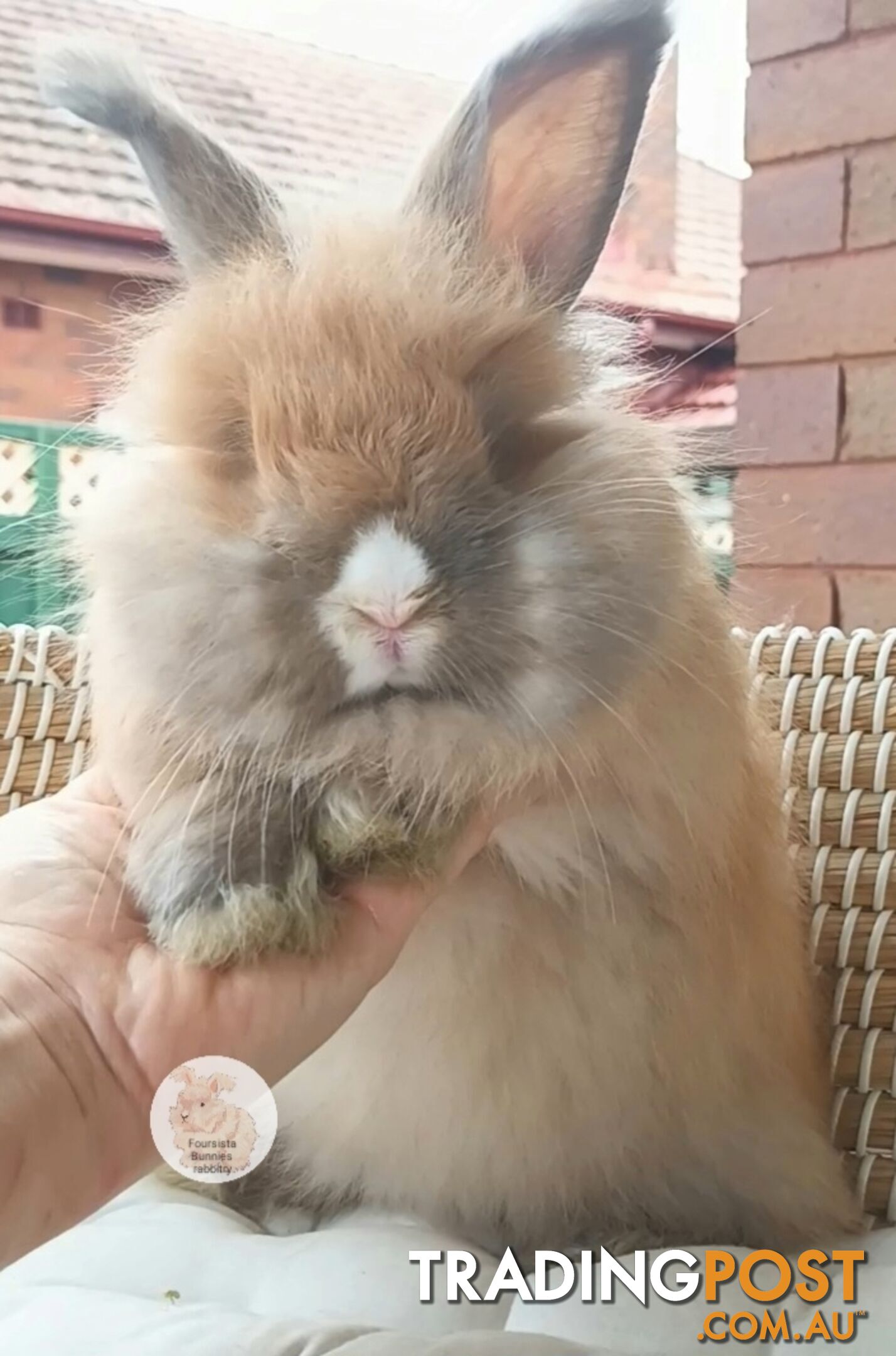 Rabbits Bunnies purebred English Angora rabbits