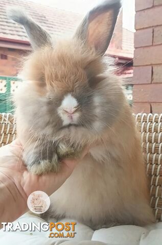 Rabbits Bunnies purebred English Angora rabbits