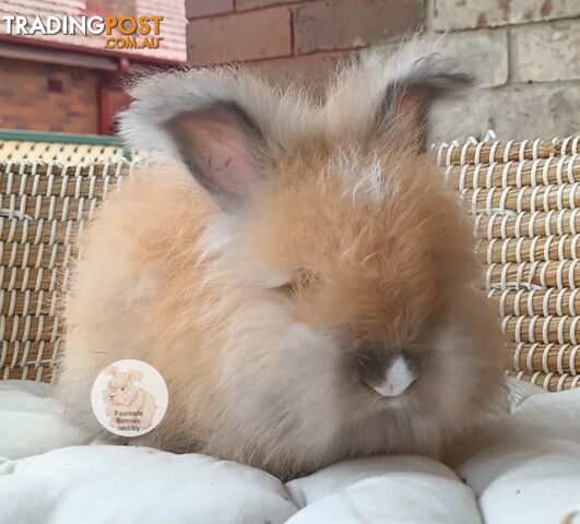 Rabbits Bunnies purebred English Angora rabbits