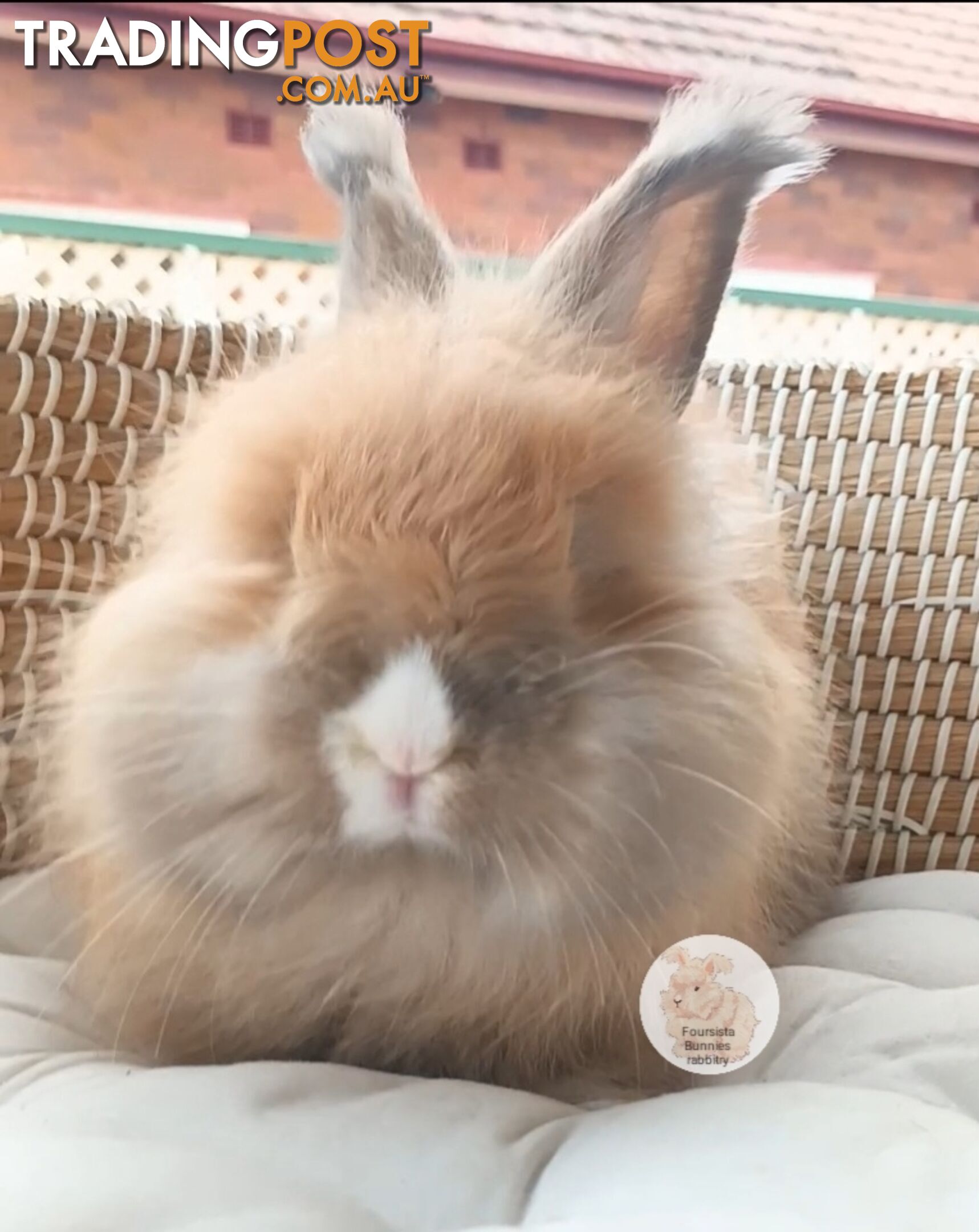 Rabbits Bunnies purebred English Angora rabbits