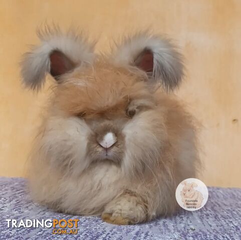 Rabbits Bunnies purebred English Angora rabbits