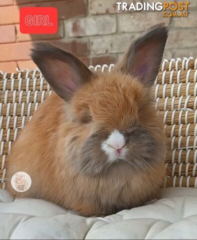 Rabbits Bunnies purebred English Angora rabbits