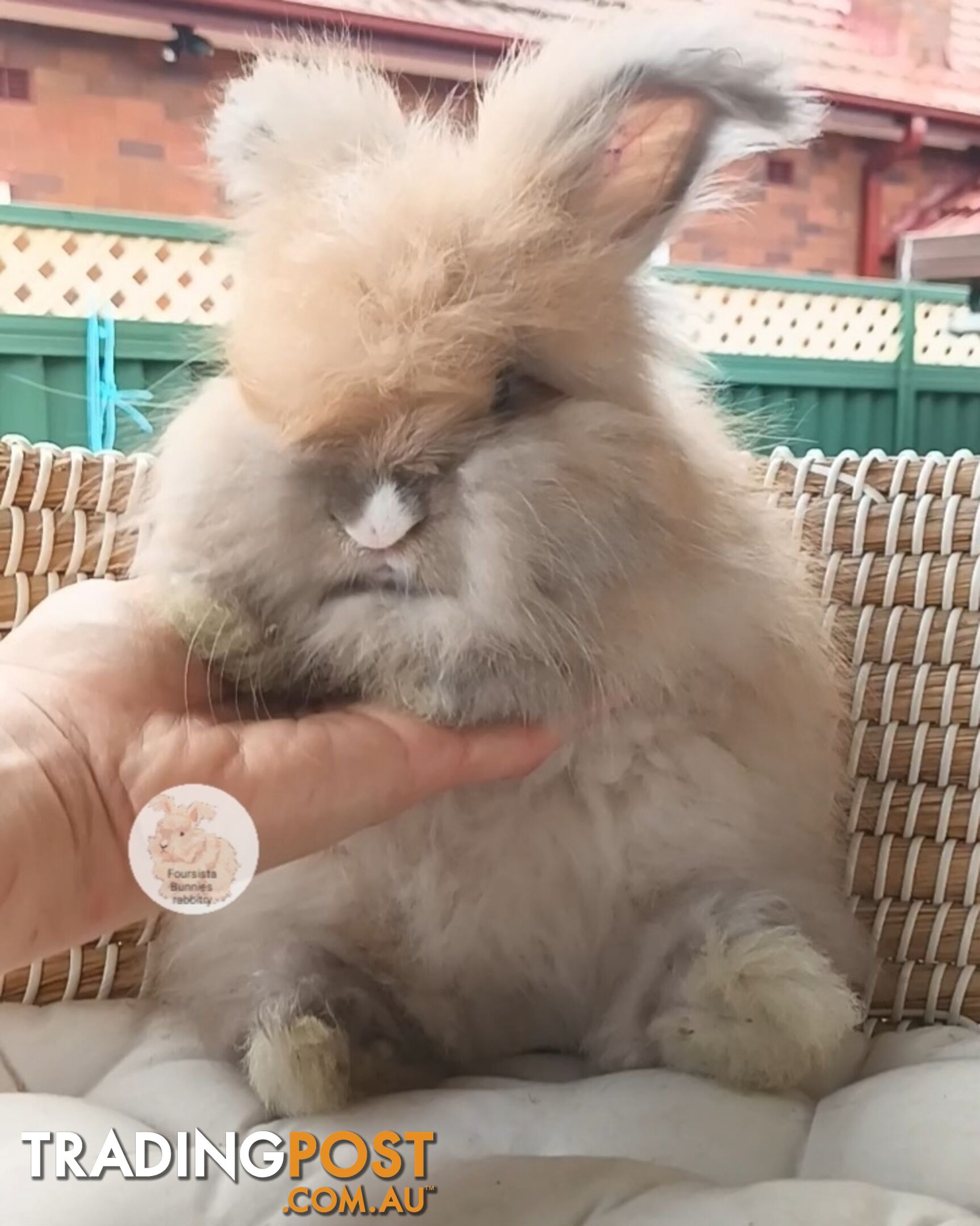 Rabbits Bunnies purebred English Angora rabbits