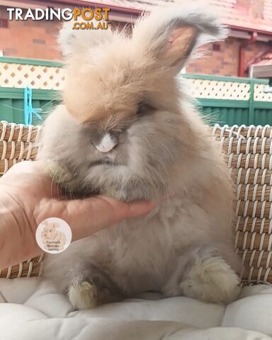 Rabbits Bunnies purebred English Angora rabbits