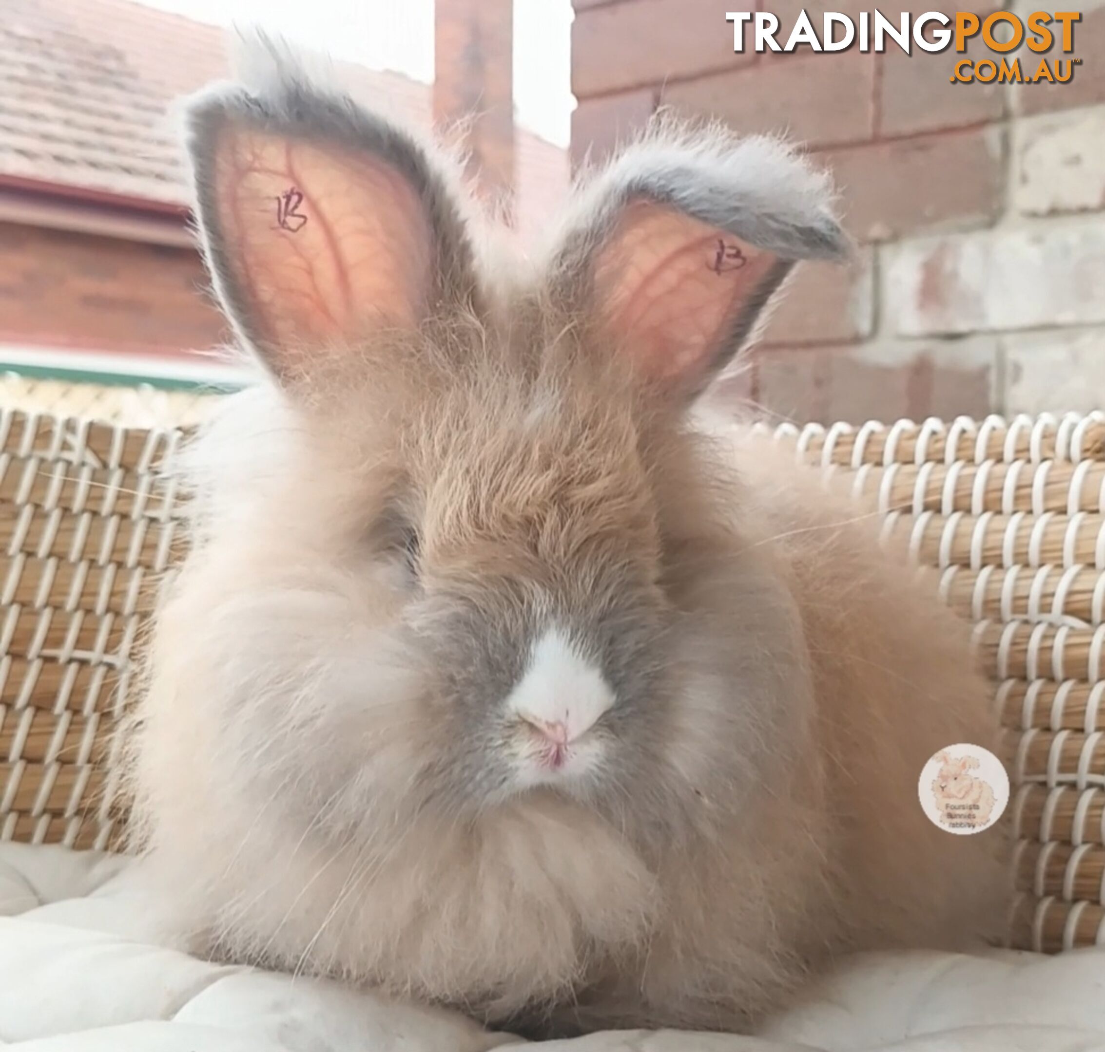 Rabbits Bunnies purebred English Angora rabbits