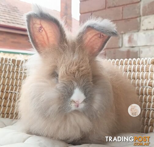 Rabbits Bunnies purebred English Angora rabbits