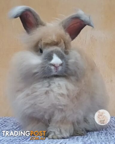 Rabbits Bunnies purebred English Angora rabbits