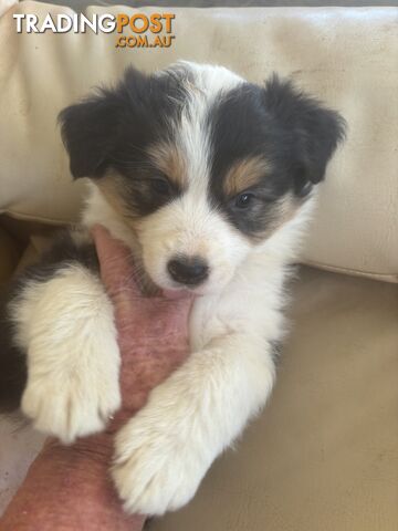 Long haired border collies pups