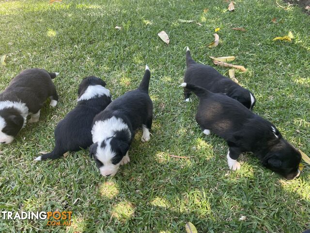 Border Collie puppies for sale