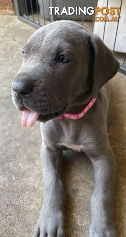 Purebred Great Dane puppies