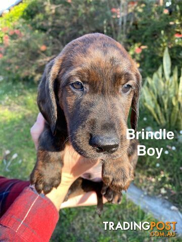 Irish Setter x Deerhound/ Border Collie Pups - photo 2 of 9