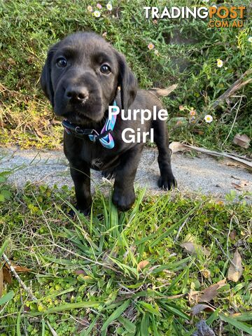 Irish Setter x Deerhound/ Border Collie Pups - photo 5 of 9