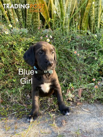 Irish Setter x Deerhound/ Border Collie Pups - photo 3 of 9