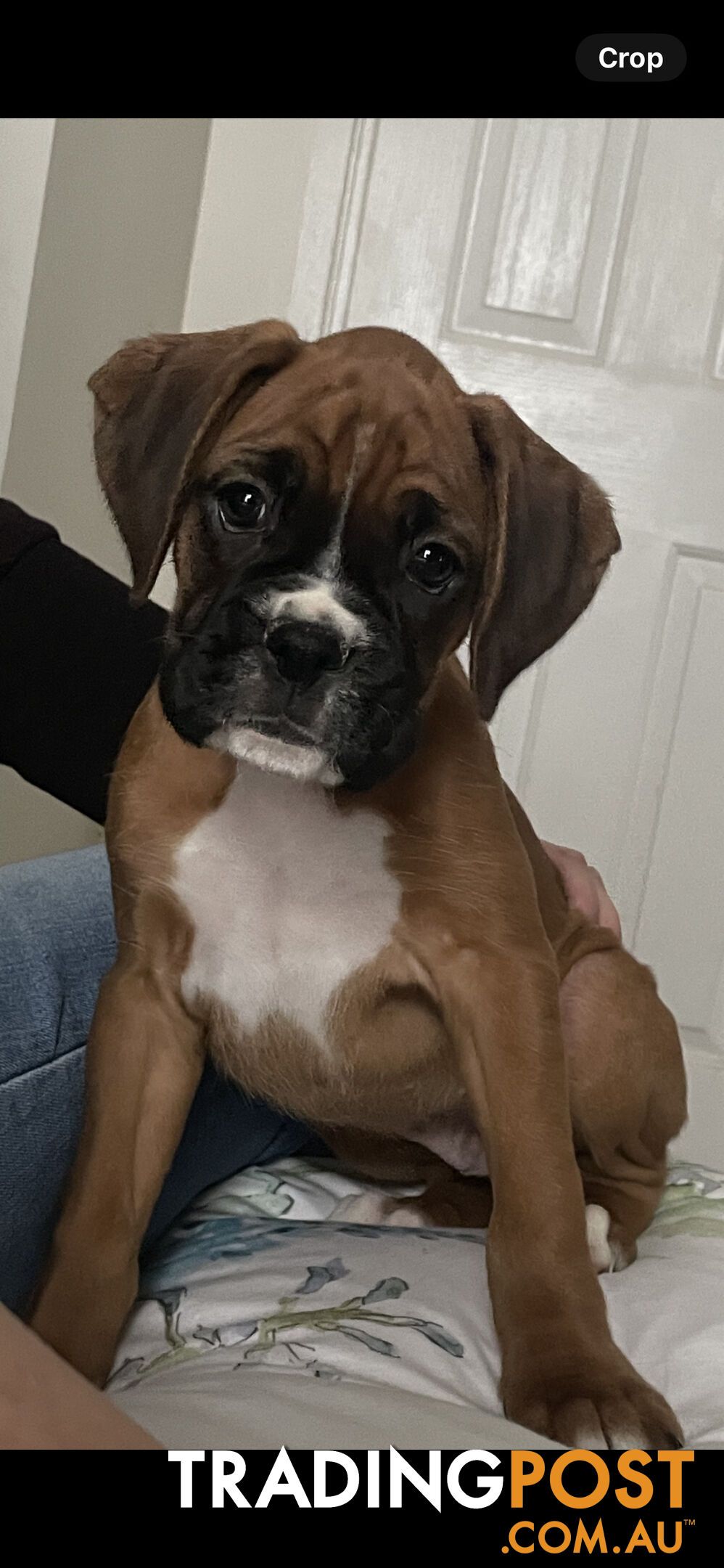 2/6 Boxer 9 week old puppies left - Females