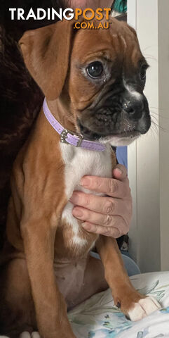 2/6 Boxer 9 week old puppies left - Females