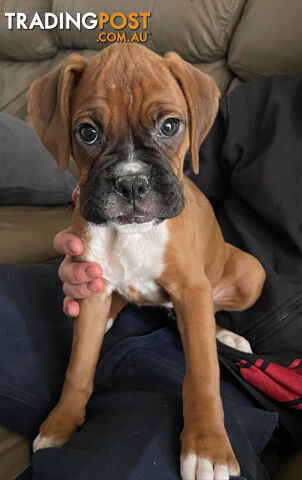 Boxer 11 week old puppy. 1/6  - Female