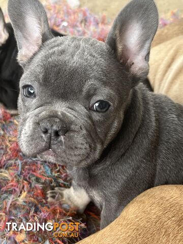 French bulldog puppies purebred