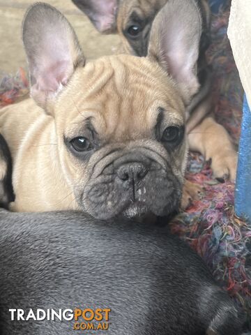 French bulldog puppies purebred