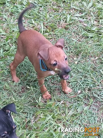 Mini Fox/Pinscher puppies