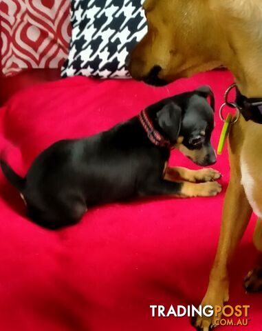 Mini Fox/Pinscher puppies