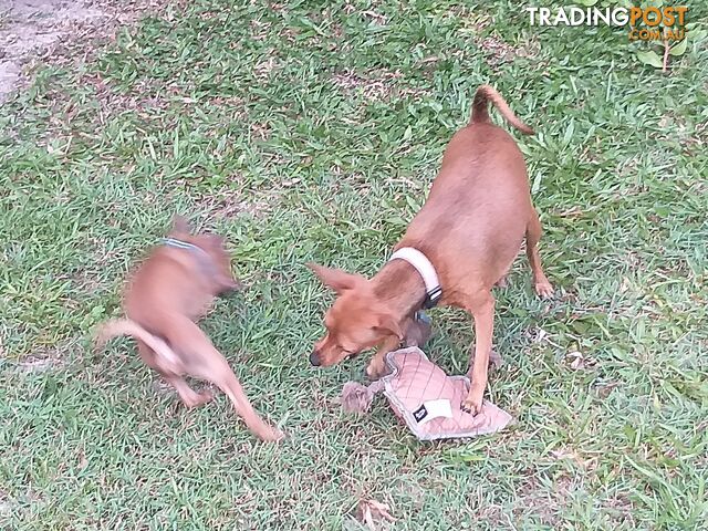 Mini Fox/Pinscher puppies