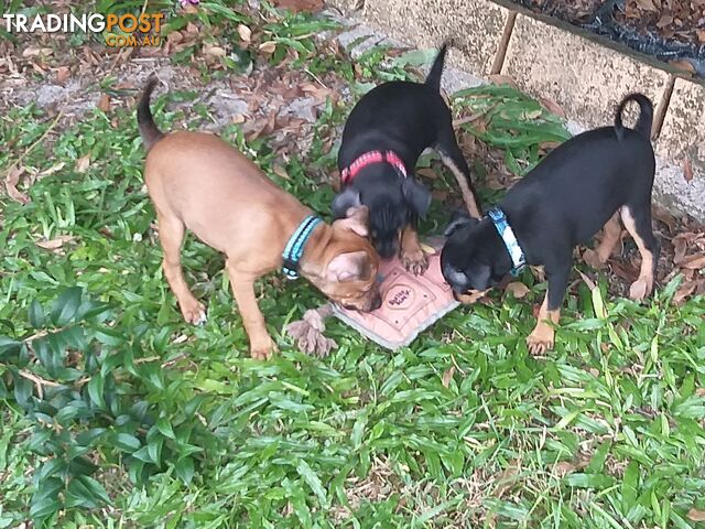 Mini Fox/Pinscher puppies