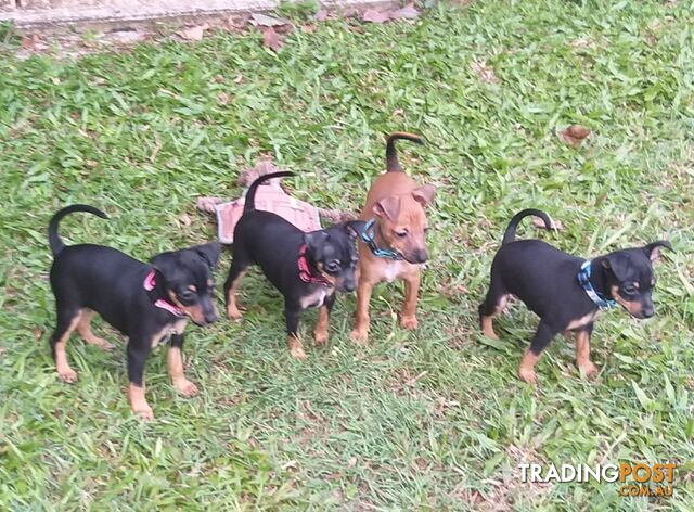 Mini Fox/Pinscher puppies