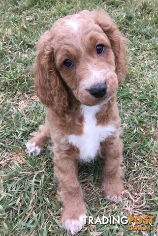 Spoodles and Purebred English Cocker Spaniels!