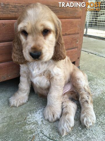 Spoodles and Purebred English Cocker Spaniels!