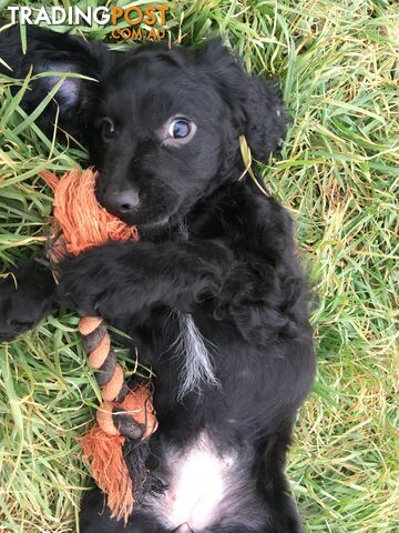 Spoodles and Purebred English Cocker Spaniels!