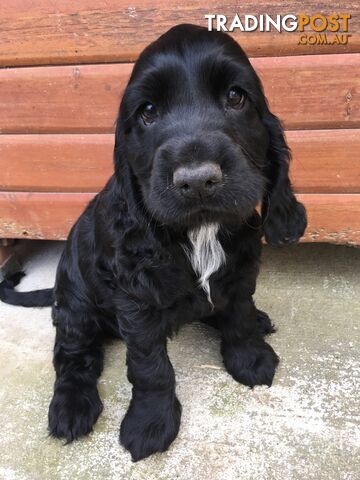 Spoodles and Purebred English Cocker Spaniels!