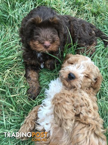 Spoodles and Purebred English Cocker Spaniels!