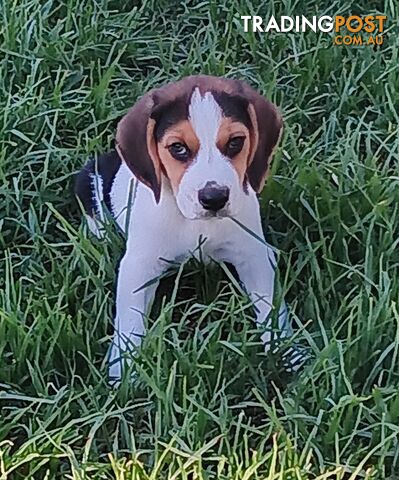 Purebred Beagle Puppies for Sake,Price Reduced to find a good hore"