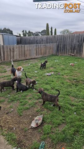 Unique adorable Beagle x Staffordshire Bull Terrier Puppies Available!