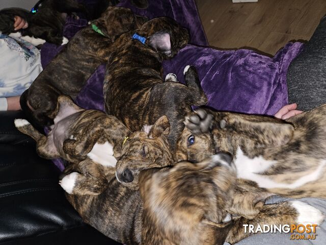 Unique adorable Beagle x Staffordshire Bull Terrier Puppies Available!