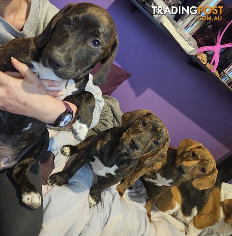 Beagle x Staffy Puppies ready for a new home!